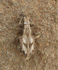 Microcerus