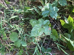 Rubus aboriginum