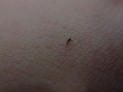 Entomobrya triangularis