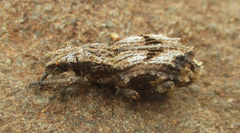 Microcerus