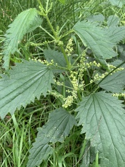 Urtica incisa