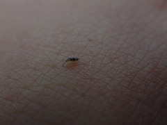 Entomobrya triangularis