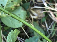 Rubus aboriginum