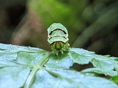 Callopistria repleta