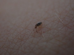 Entomobrya triangularis