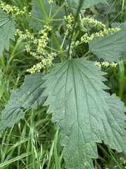 Urtica incisa
