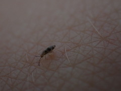 Entomobrya triangularis