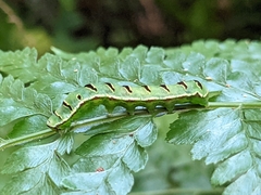Callopistria repleta