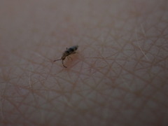 Entomobrya triangularis