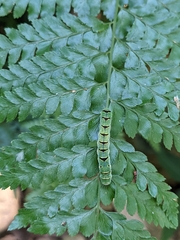 Callopistria repleta