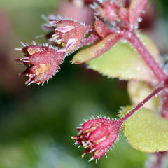 Crassula strigosa