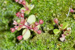 Crassula strigosa