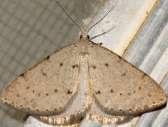 Taxeotis xanthogramma