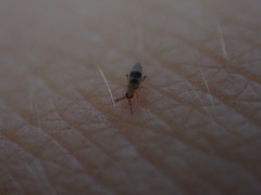 Entomobrya triangularis