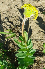 Lasiosiphon kraussianus