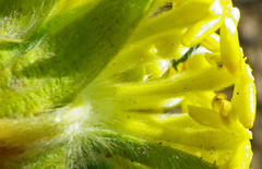 Lasiosiphon kraussianus