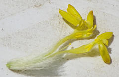 Lasiosiphon kraussianus