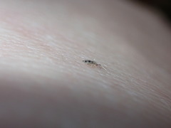 Entomobrya triangularis