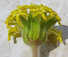 Lasiosiphon kraussianus