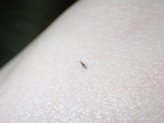 Entomobrya triangularis