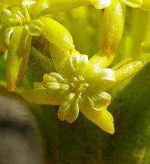 Lasiosiphon kraussianus