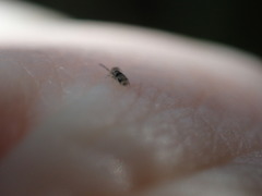 Entomobrya triangularis