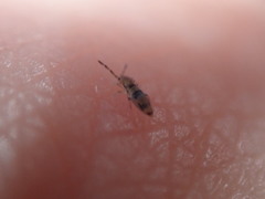 Entomobrya triangularis