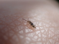 Entomobrya triangularis