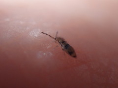 Entomobrya triangularis