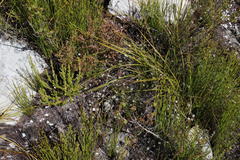 Disparago