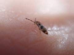 Entomobrya triangularis