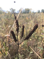 Veronicastrum virginicum