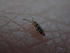 Entomobrya triangularis