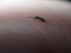 Entomobrya triangularis