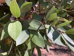 Cryptocarya triplinervis