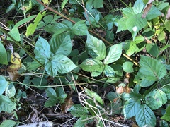 Rubus wheeleri