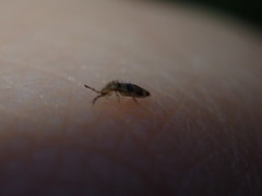 Entomobrya triangularis
