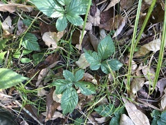 Rubus wheeleri