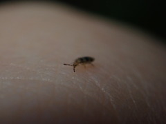 Entomobrya triangularis