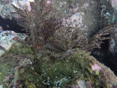 Malacoctenus tetranemus