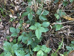 Rubus wheeleri