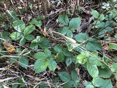 Rubus wheeleri