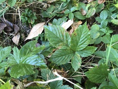 Rubus wheeleri