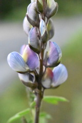 Lupinus elegans