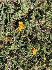 Pultenaea maritima