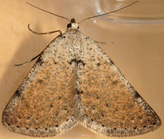 Taxeotis xanthogramma