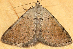 Taxeotis xanthogramma