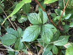 Rubus wheeleri