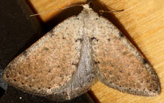 Taxeotis xanthogramma