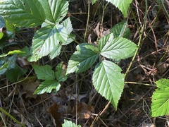 Rubus wheeleri